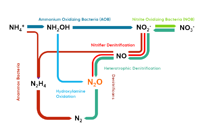 Biological Treatment of Wastewater